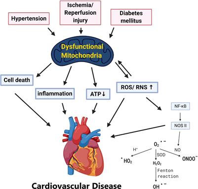 Quality Matters? The Involvement of Mitochondrial Quality Control in Cardiovascular Disease